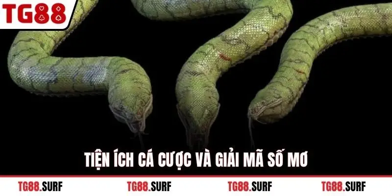 Tiện ích cá cược và giải mã số mơ